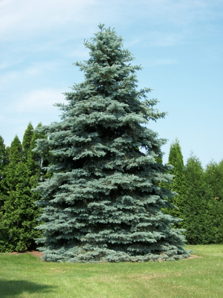 Spruce Trees for Sale | Caledon Treeland