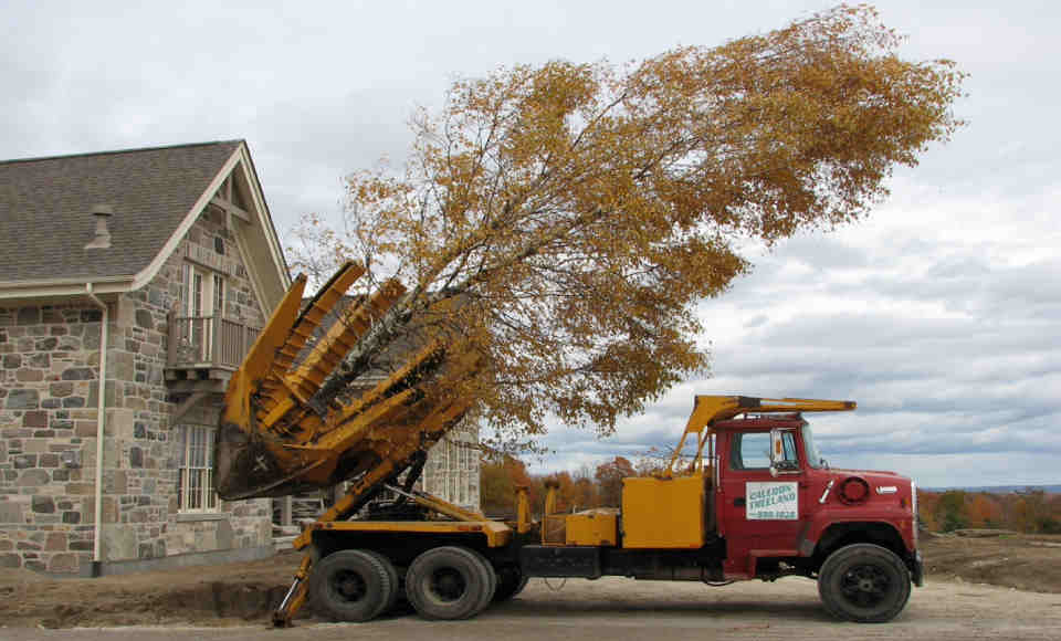 Tree Moving Toronto