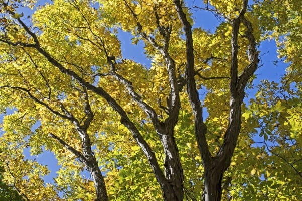 Autumn foliage on a maple tree