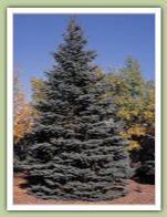 Colorado Blue Spruce (picea pungens glauca) Caledon Treeland