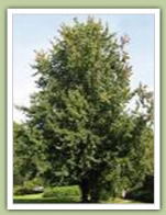 Silver Maple (acer saccharinum)