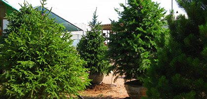 evergreen trees - caledon treeland