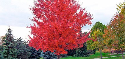 shade trees - caledon treeland