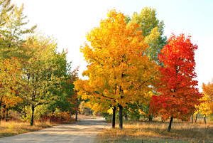 The Splendor of Natural Colors