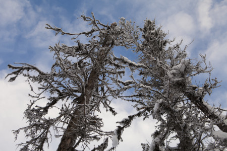 Keep Your Evergreen Trees Safe By Recognizing Common Tree Diseases