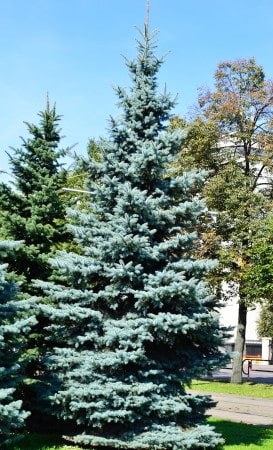 Tree Growth on Your Property: the Good Reasons Why it's a Do