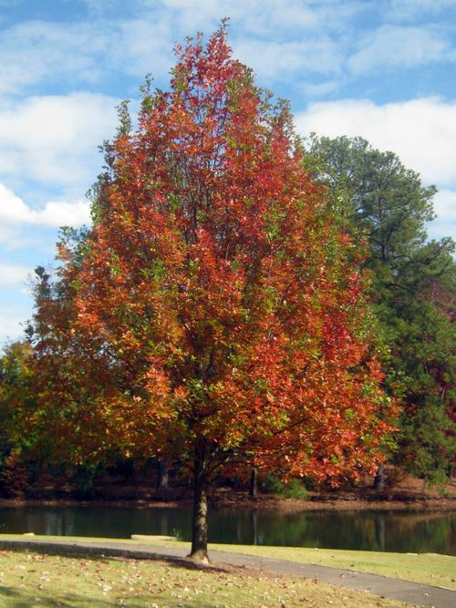 What is a fast growing shade tree and how can it add to your property?