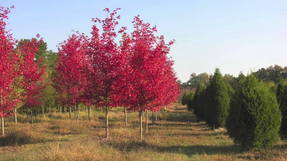 Autumn Blaze Maple