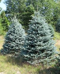 Blue Spruce