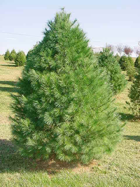 Pine Trees Around Christmas: Get a Clue about Conifers