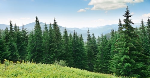 Some Interesting Facts About Pine Trees You Never Knew