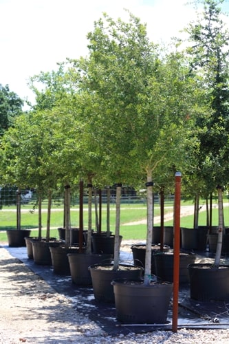 Starting a Backyard Tree Nursery is Easier Than You Think