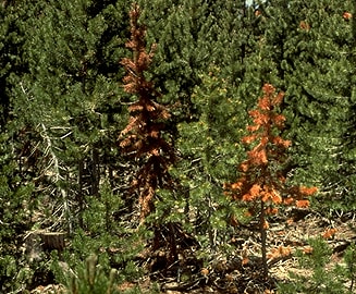 Attacking Armillaria Tree Root Rot