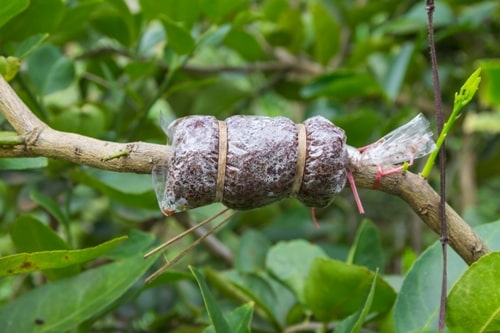 Six Successful Steps to Air-Layer Sugar Maples