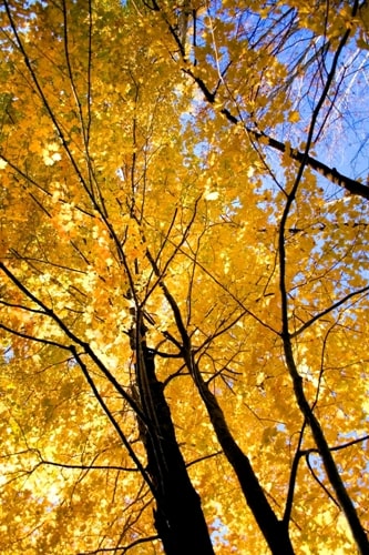 The Pollination Mechanism of the Maple Tree