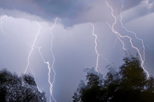 Top 5 Reasons Why Trees Wilt And Die Out