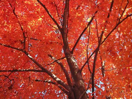 Curiosities of the Canada Red Maple Tree