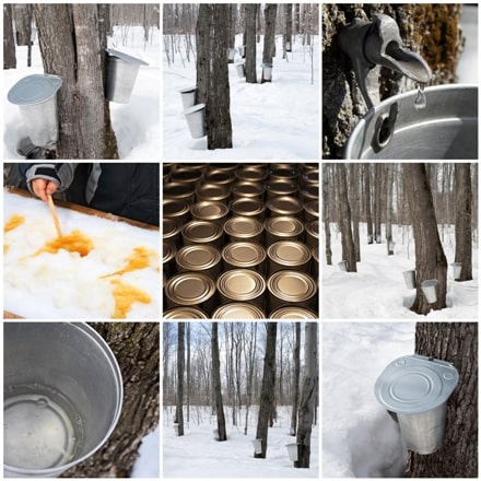 Maple Syrup: Discovering a Delicious Delight