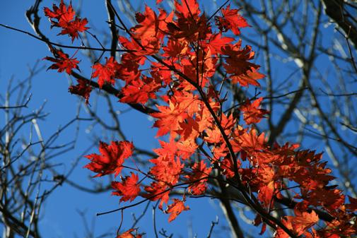 Curiosities of the Canada Red Maple Tree