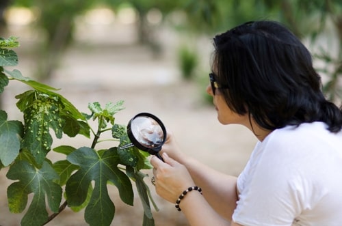 The Who, The What, And The Why Of Canadian Tree Galls