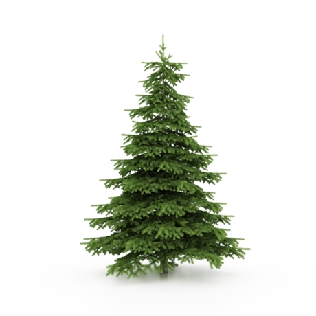 Pine Trees Around Christmas: Get a Clue about Conifers