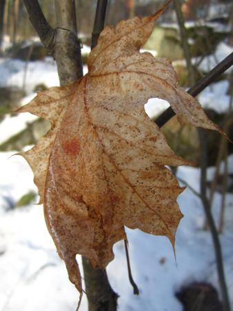 How To Identify Ash And Maple Trees In Winter