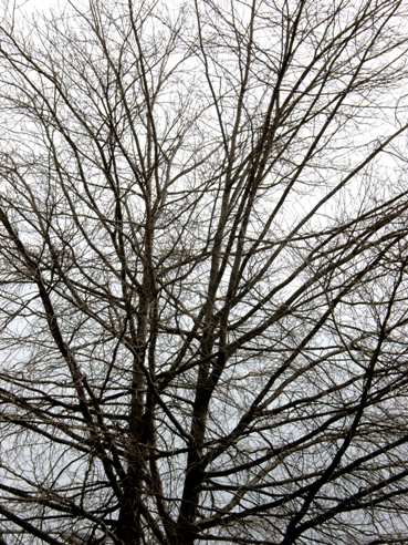 How To Identify Ash And Maple Trees In Winter