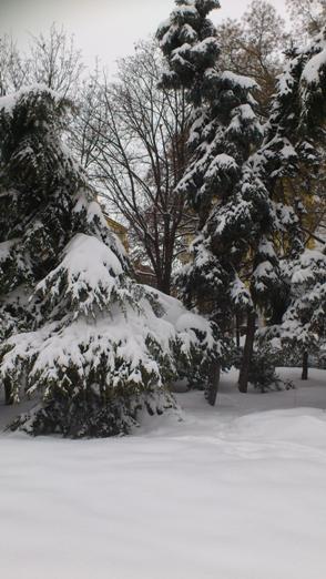 How Do Trees Survive Canadian Winters?