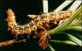 The Spruce Budworm: An Enemy to Our Forests and Neighbourhoods