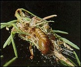 The Spruce Budworm: An Enemy to Our Forests and Neighbourhoods