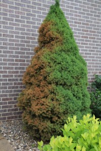 Common Winter Tree Problems and Solutions