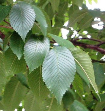 What to Know about the Pioneer Elm Tree