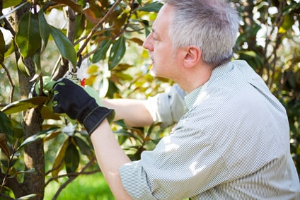 Trees in Springtime – To Prune or Not to Prune?