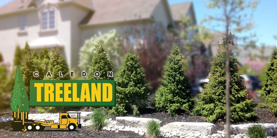 Choosing the Right Tree for Your Yard