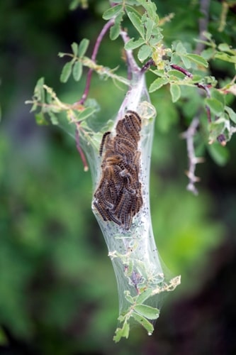 How to Get Rid of Maple Tree Caterpillars
