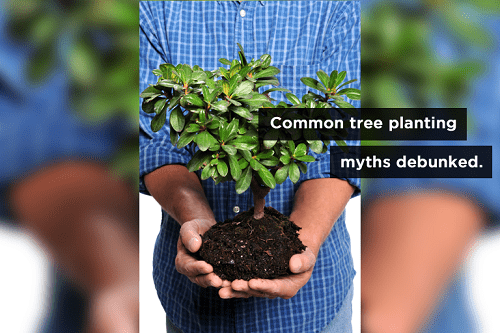Tree Replanting Myths: How to Properly Care for Trees
