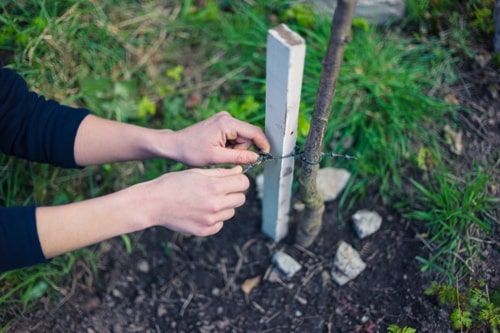 Should I Stake My Young Tree for Support?