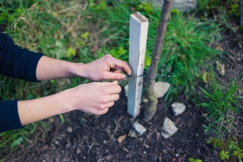 Should I Stake My Young Tree for Support?