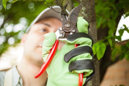 Tree Care: Reasons to Prune Your Tree