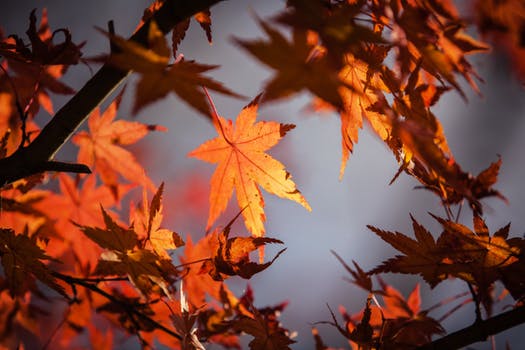 Identifying Insect Damage on Maple Trees