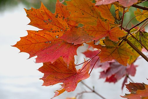 Identifying Insect Damage on Maple Trees