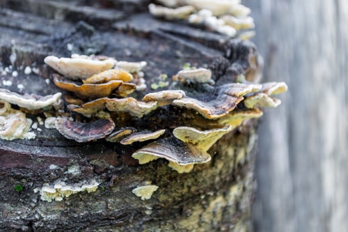 Top Four Canadian Tree Maladies