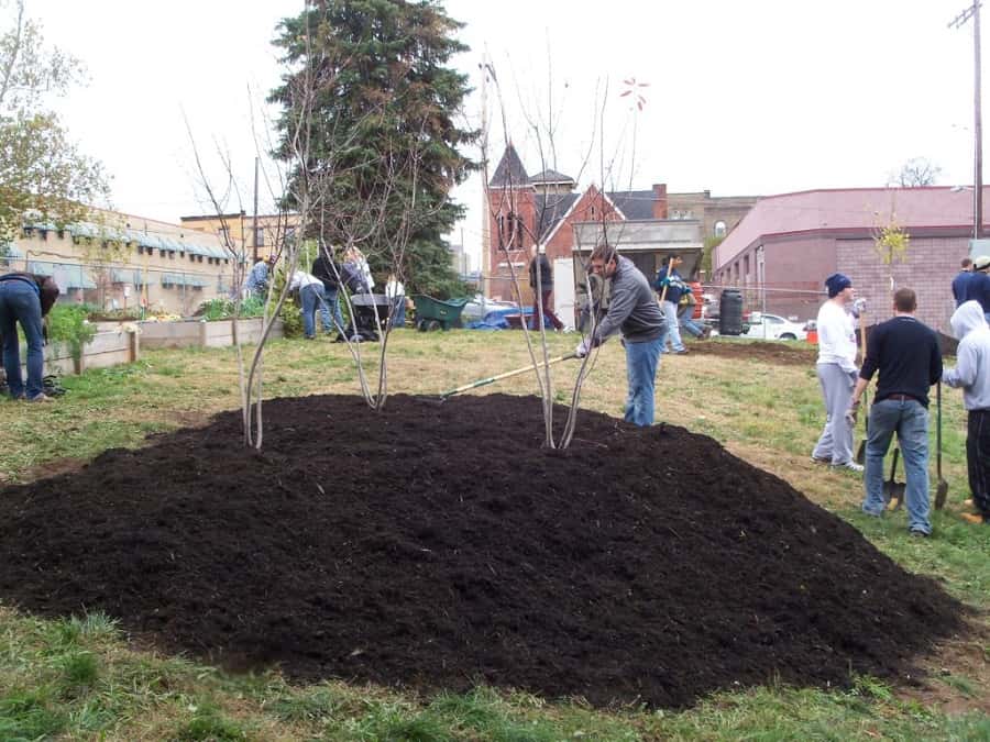 Protecting Trees and Shrubs from Winter Damage