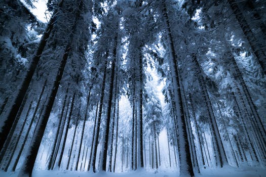 Why Trees Don't Freeze in Winter3