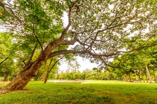 The Social Life of Trees