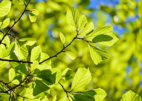 Signs Your Tree Is Healthy