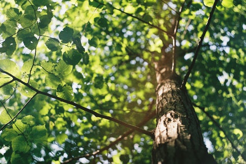 Signs Your Tree Is Healthy