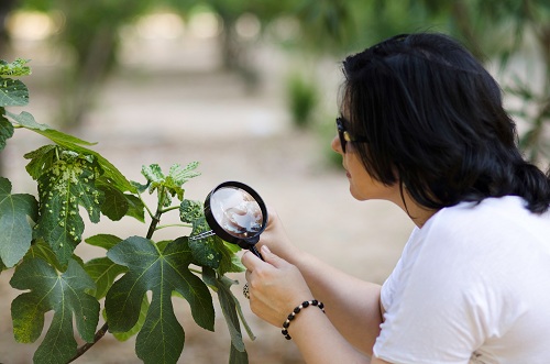 Springtime Tree Care Tips