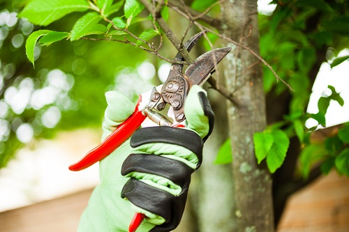 Springtime Tree Care Tips