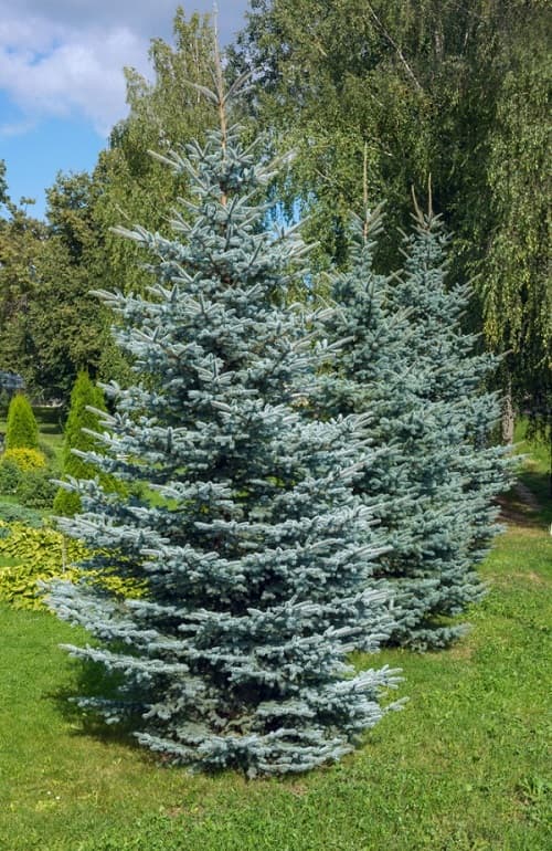 Colorado-Blue-Spruce